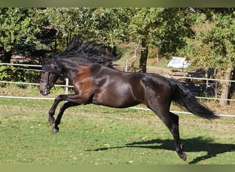 PRE Croisé, Hongre, 3 Ans, 163 cm, Noir PRE Croisé, Hongre, 3 Ans, 163 cm, Noir