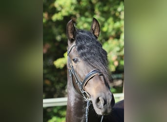 PRE Croisé, Hongre, 3 Ans, 163 cm, Noir PRE Croisé, Hongre, 3 Ans, 163 cm, Noir