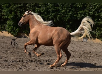 PRE Croisé, Hongre, 3 Ans, 163 cm, Palomino