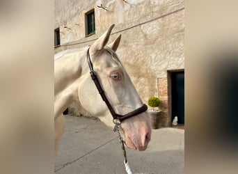 PRE Croisé, Hongre, 3 Ans, 163 cm, Perlino