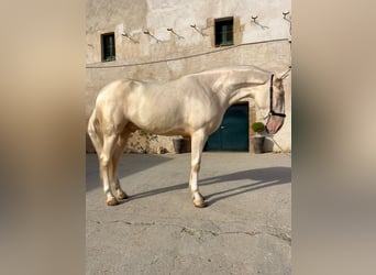PRE Croisé, Hongre, 3 Ans, 163 cm, Perlino