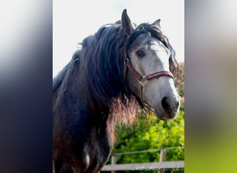 PRE Croisé, Hongre, 3 Ans, 164 cm, Gris noir