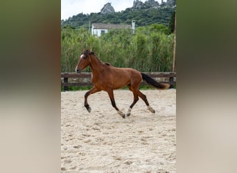 PRE, Hongre, 3 Ans, 165 cm, Bai