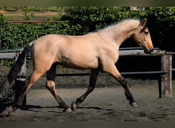 PRE, Hongre, 3 Ans, 165 cm, Buckskin