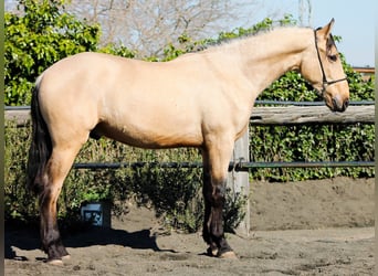 PRE, Hongre, 3 Ans, 165 cm, Buckskin