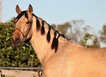 PRE, Hongre, 3 Ans, 165 cm, Buckskin