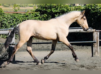 PRE, Hongre, 3 Ans, 165 cm, Buckskin