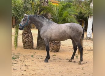 PRE, Hongre, 3 Ans, 165 cm, Gris