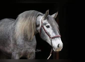 PRE Croisé, Hongre, 3 Ans, 165 cm, Gris