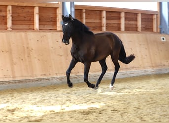 PRE Croisé, Hongre, 3 Ans, 165 cm, Noir