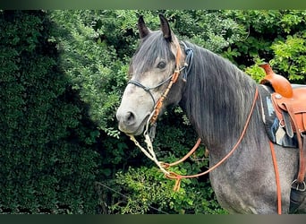 PRE, Hongre, 3 Ans, 166 cm, Gris noir