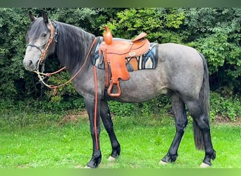 PRE, Hongre, 3 Ans, 166 cm, Gris noir