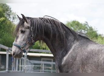 PRE, Hongre, 3 Ans, 168 cm, Rouan bleu