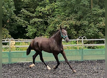 PRE Croisé, Hongre, 3 Ans