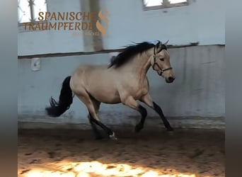 PRE, Hongre, 4 Ans, 151 cm, Isabelle