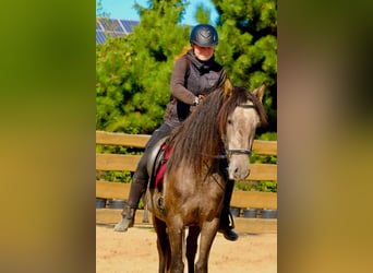 PRE, Hongre, 4 Ans, 152 cm, Gris