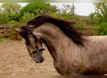 PRE, Hongre, 4 Ans, 152 cm, Gris