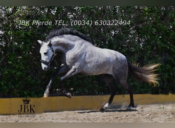 PRE Croisé, Hongre, 4 Ans, 152 cm, Gris pommelé
