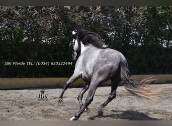 PRE Croisé, Hongre, 4 Ans, 152 cm, Gris pommelé