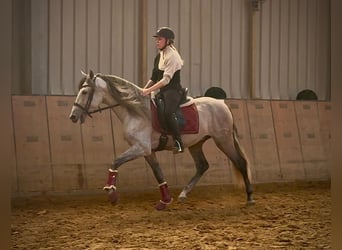PRE Croisé, Hongre, 4 Ans, 155 cm, Gris
