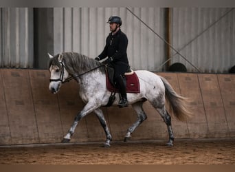 PRE Croisé, Hongre, 4 Ans, 155 cm, Gris