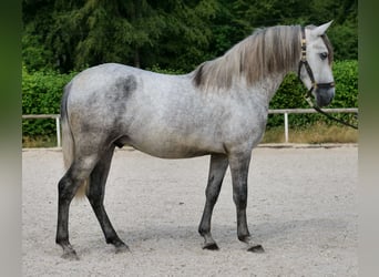 PRE, Hongre, 4 Ans, 155 cm, Gris