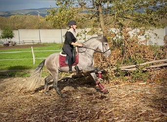 PRE Croisé, Hongre, 4 Ans, 155 cm, Gris