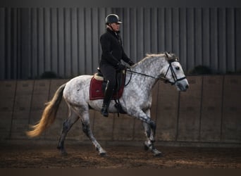 PRE Croisé, Hongre, 4 Ans, 155 cm, Gris
