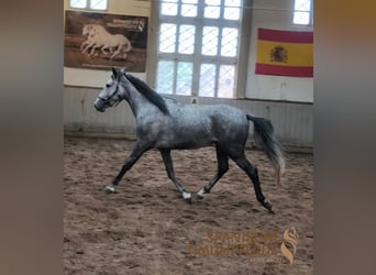 PRE, Hongre, 4 Ans, 155 cm, Gris
