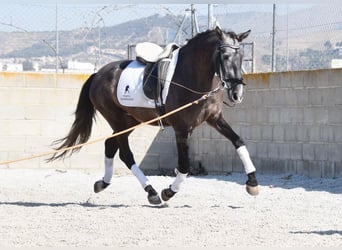 PRE, Hongre, 4 Ans, 155 cm, Gris