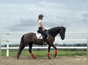 PRE Croisé, Hongre, 4 Ans, 155 cm, Noir