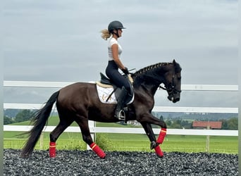 PRE Croisé, Hongre, 4 Ans, 155 cm, Noir