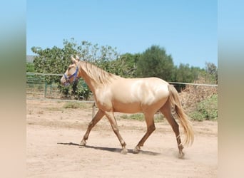 PRE, Hongre, 4 Ans, 155 cm, Perle