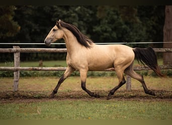 PRE Croisé, Hongre, 4 Ans, 156 cm, Isabelle