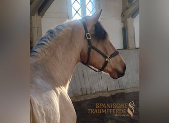 PRE Croisé, Hongre, 4 Ans, 156 cm, Isabelle