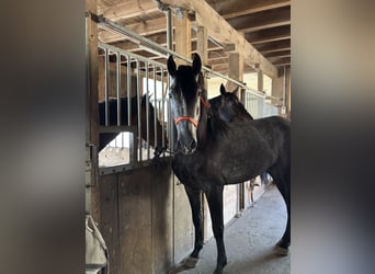 PRE Croisé, Hongre, 4 Ans, 157 cm, Gris noir