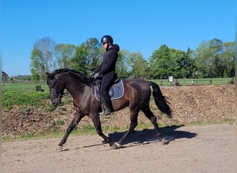 PRE Croisé, Hongre, 4 Ans, 157 cm, Noir