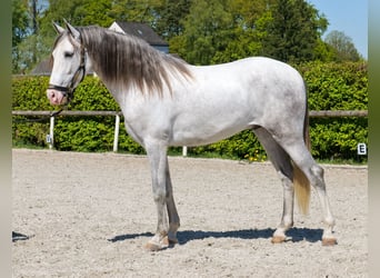 PRE Croisé, Hongre, 4 Ans, 158 cm