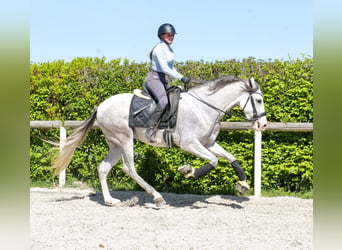 PRE Croisé, Hongre, 4 Ans, 158 cm
