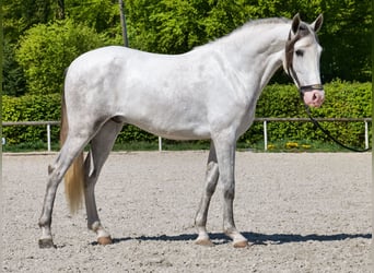 PRE Croisé, Hongre, 4 Ans, 158 cm, Gris