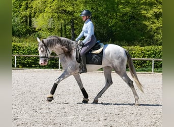 PRE Croisé, Hongre, 4 Ans, 158 cm, Gris