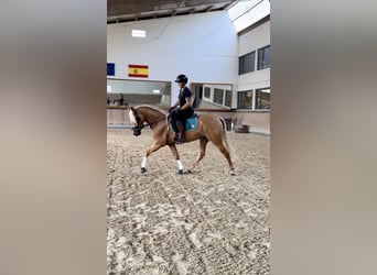 PRE Croisé, Hongre, 4 Ans, 158 cm, Palomino