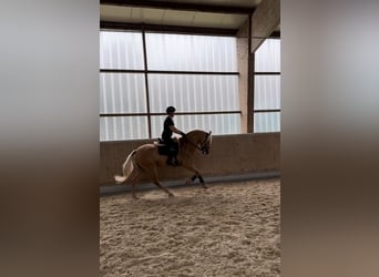 PRE Croisé, Hongre, 4 Ans, 158 cm, Palomino