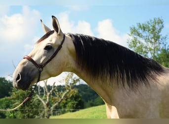 PRE, Hongre, 4 Ans, 160 cm, Isabelle