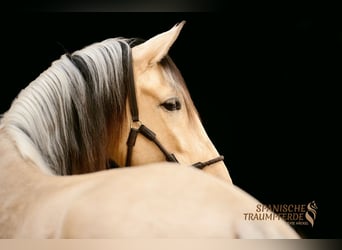 PRE Croisé, Hongre, 4 Ans, 160 cm, Isabelle