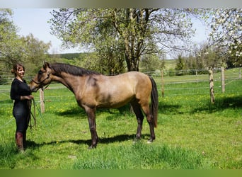 PRE, Hongre, 4 Ans, 162 cm, Gris (bai-dun)