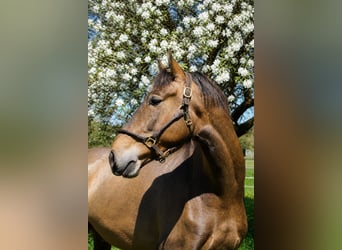 PRE, Hongre, 4 Ans, 162 cm, Gris (bai-dun)