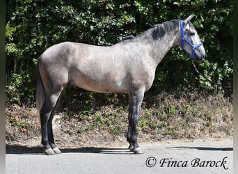 PRE Croisé, Hongre, 4 Ans, 162 cm, Gris