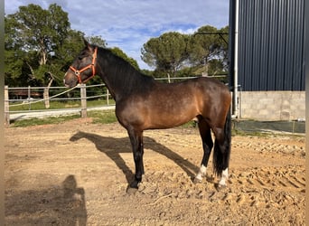 PRE Croisé, Hongre, 4 Ans, 163 cm, Bai brun foncé