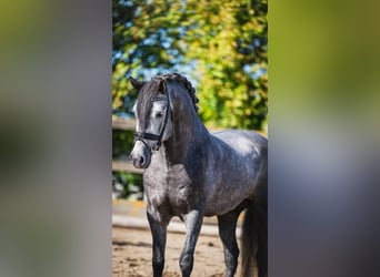 PRE Croisé, Hongre, 4 Ans, 163 cm, Gris